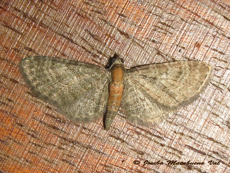 Eupithecia sp. (Geometridae)